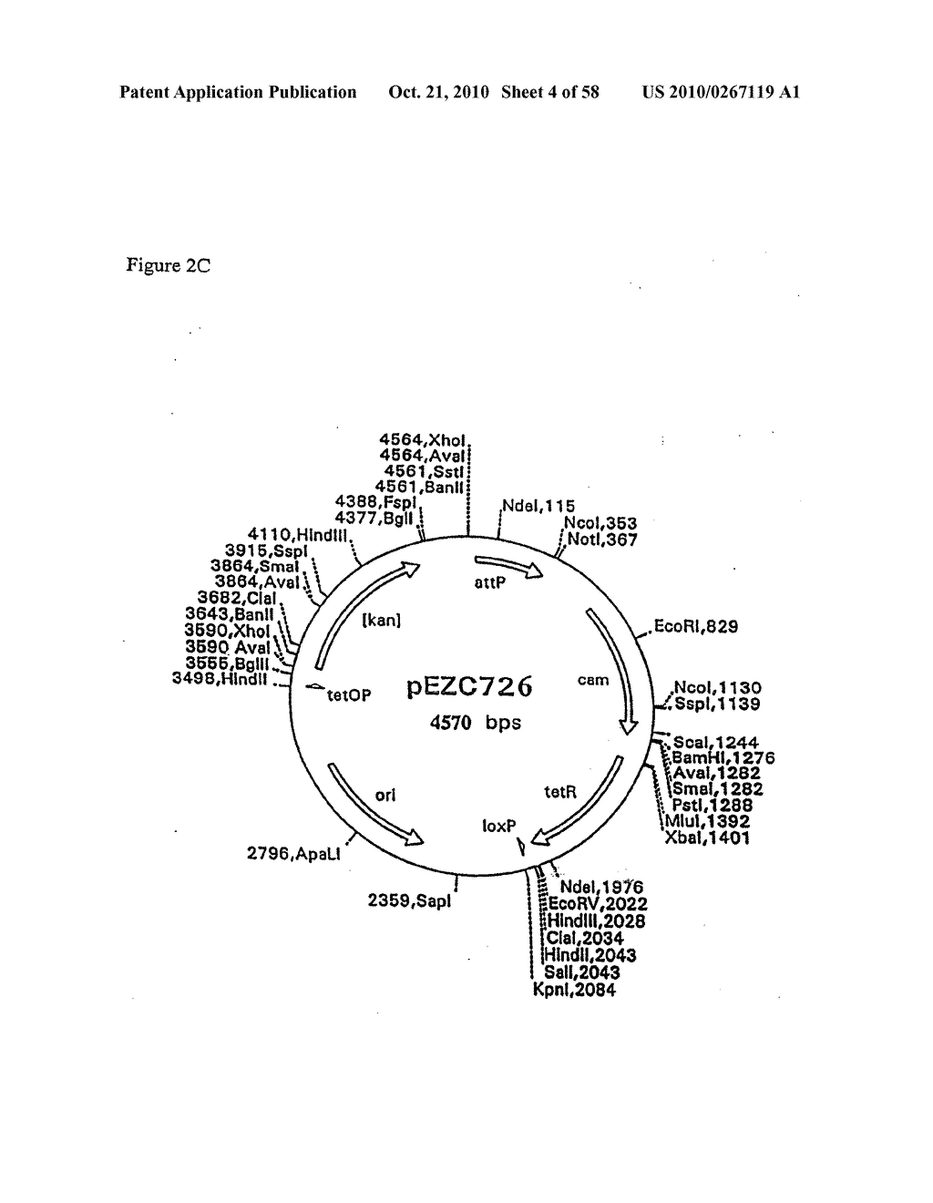 RECOMBINATIONAL CLONING USING NUCLEIC ACIDS HAVING RECOMBINATION SITES - diagram, schematic, and image 05