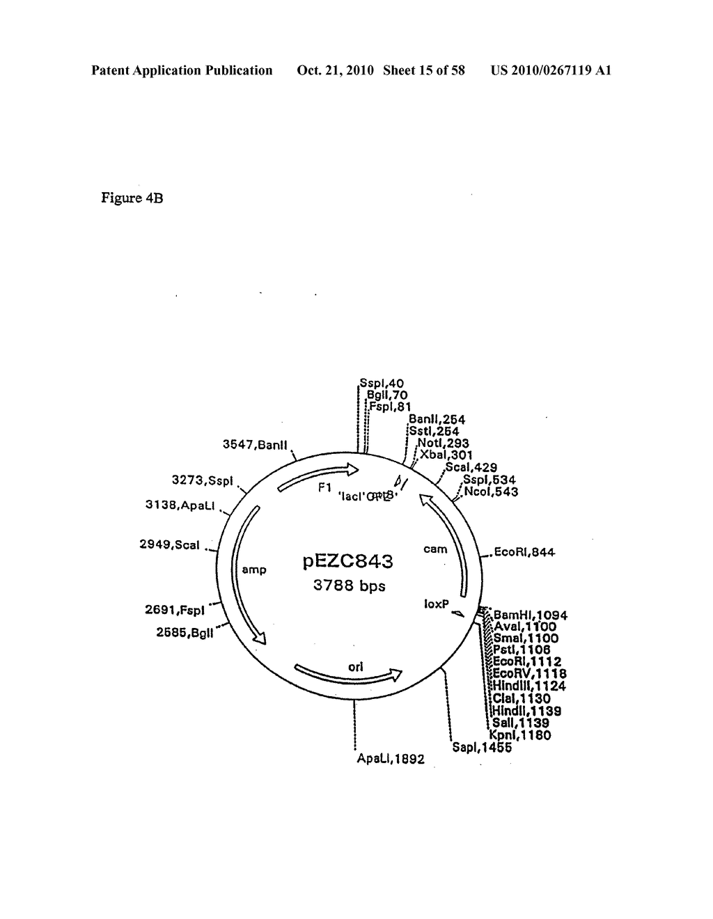 RECOMBINATIONAL CLONING USING NUCLEIC ACIDS HAVING RECOMBINATION SITES - diagram, schematic, and image 16