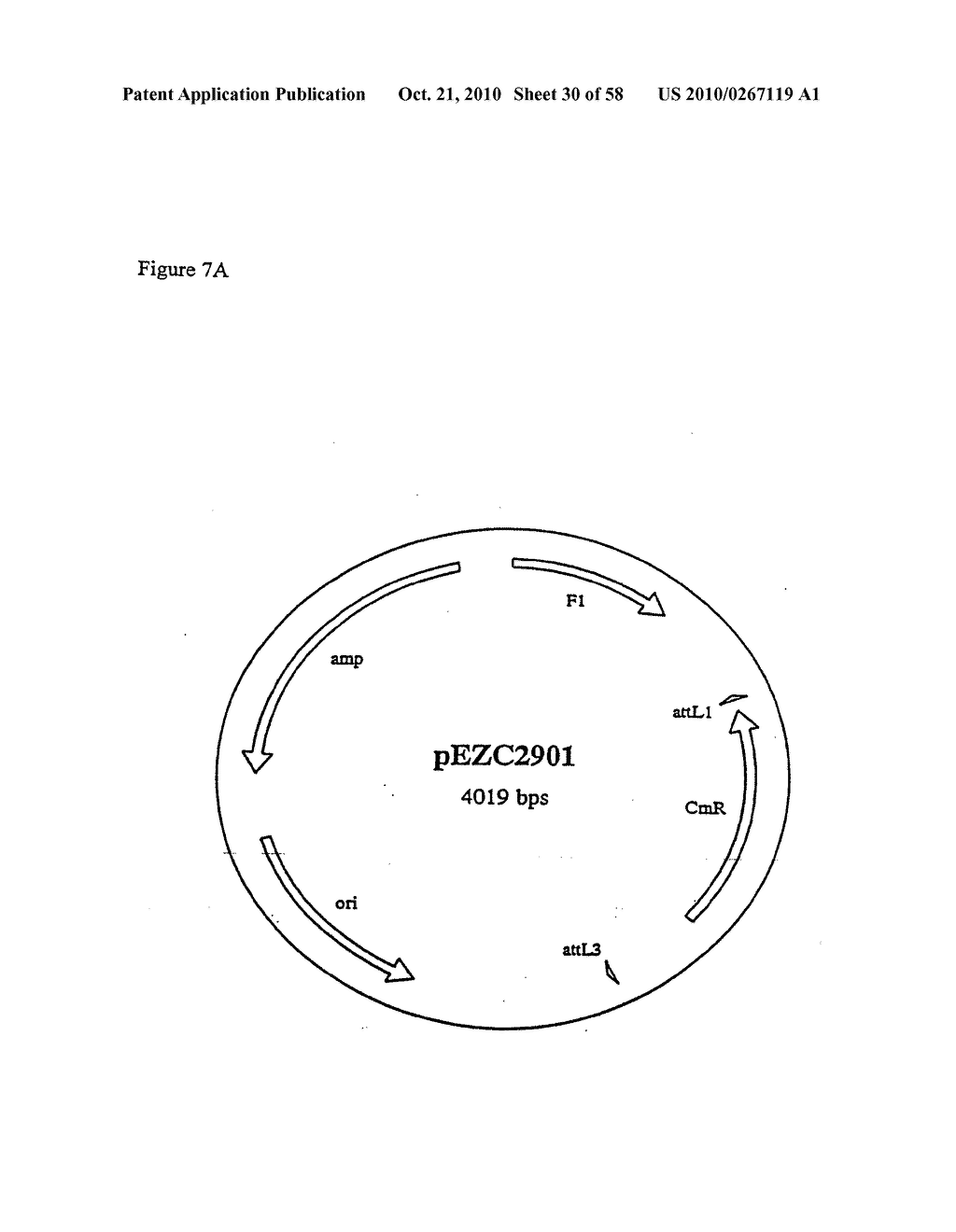 RECOMBINATIONAL CLONING USING NUCLEIC ACIDS HAVING RECOMBINATION SITES - diagram, schematic, and image 31