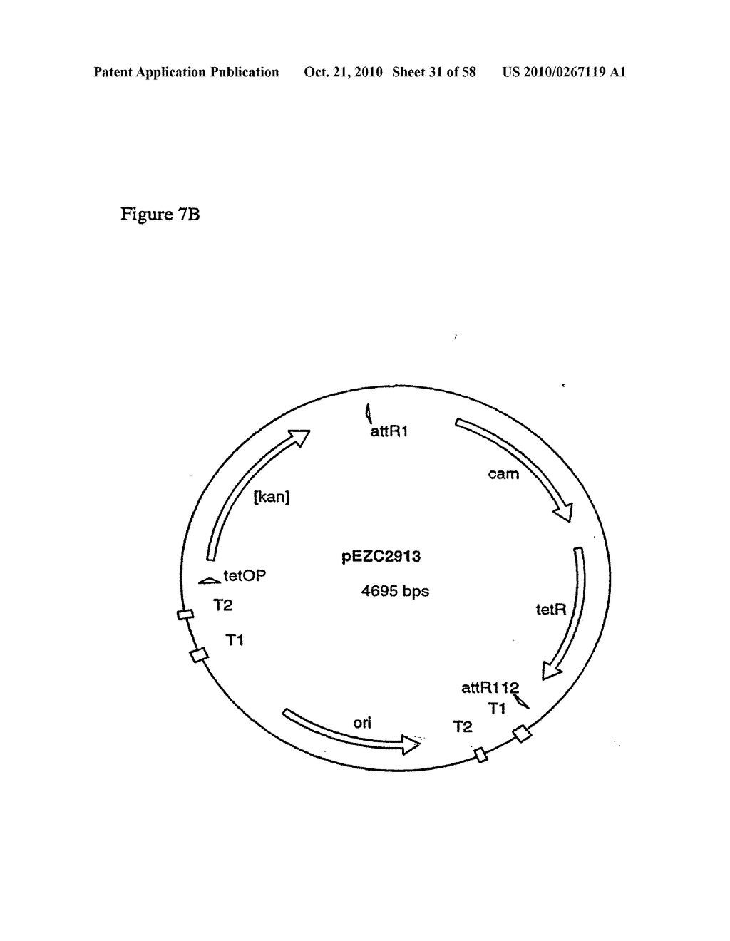 RECOMBINATIONAL CLONING USING NUCLEIC ACIDS HAVING RECOMBINATION SITES - diagram, schematic, and image 32