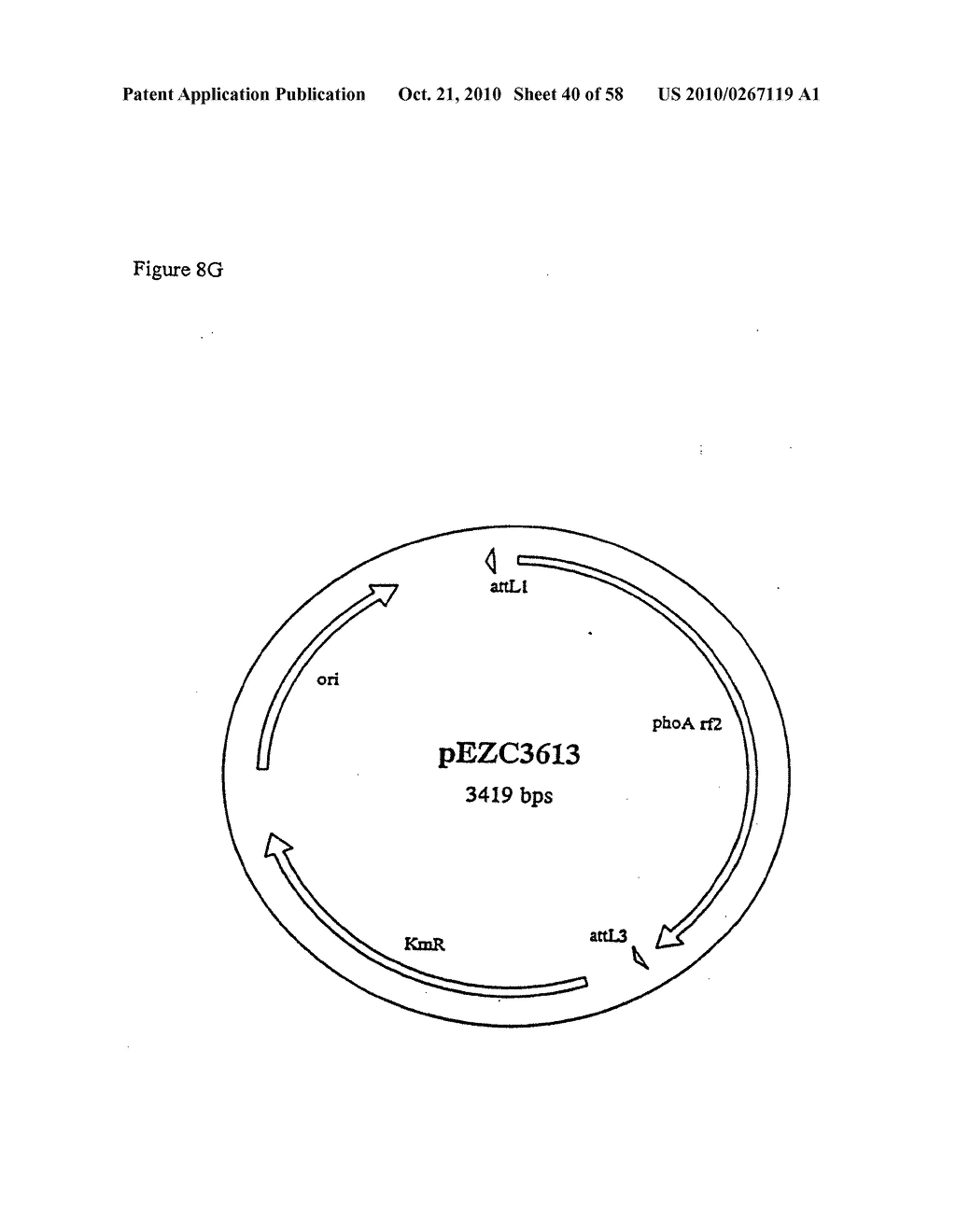 RECOMBINATIONAL CLONING USING NUCLEIC ACIDS HAVING RECOMBINATION SITES - diagram, schematic, and image 41