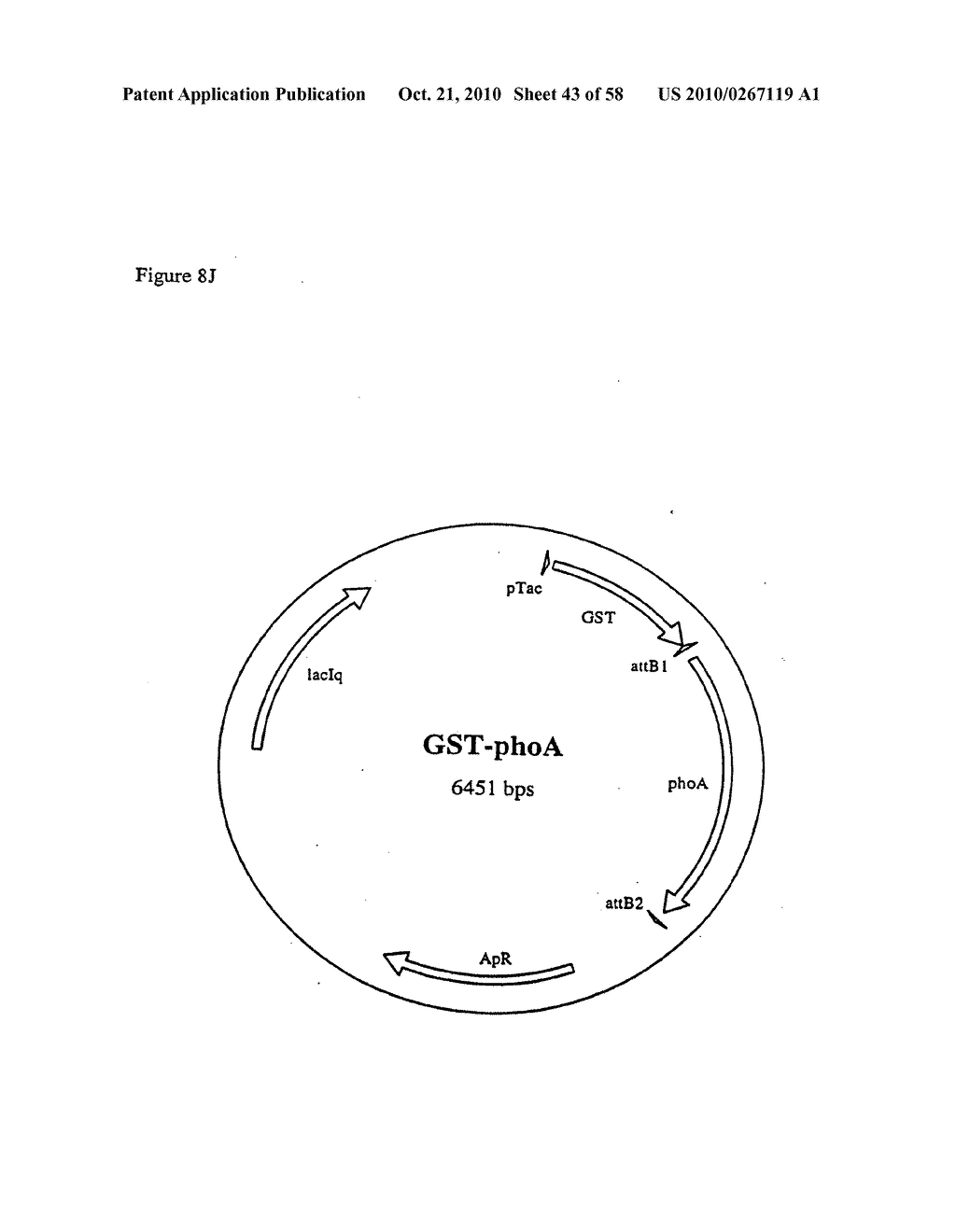 RECOMBINATIONAL CLONING USING NUCLEIC ACIDS HAVING RECOMBINATION SITES - diagram, schematic, and image 44