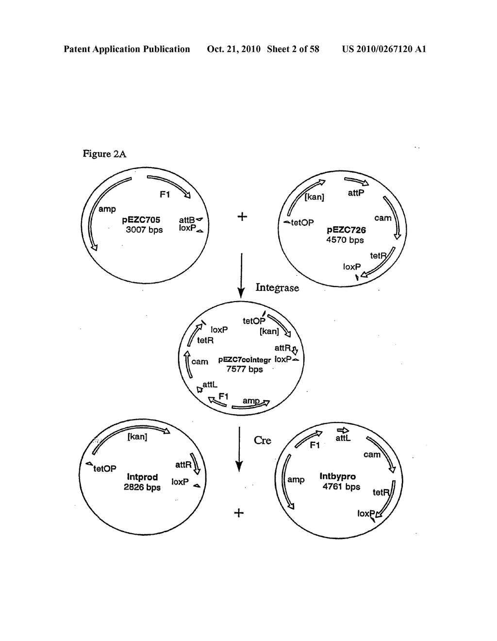 RECOMBINATIONAL CLONING USING NUCLEIC ACIDS HAVING RECOMBINATION SITES - diagram, schematic, and image 03