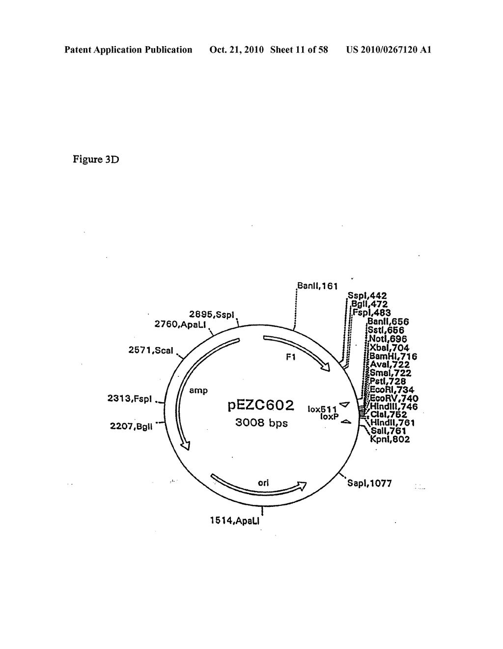 RECOMBINATIONAL CLONING USING NUCLEIC ACIDS HAVING RECOMBINATION SITES - diagram, schematic, and image 12