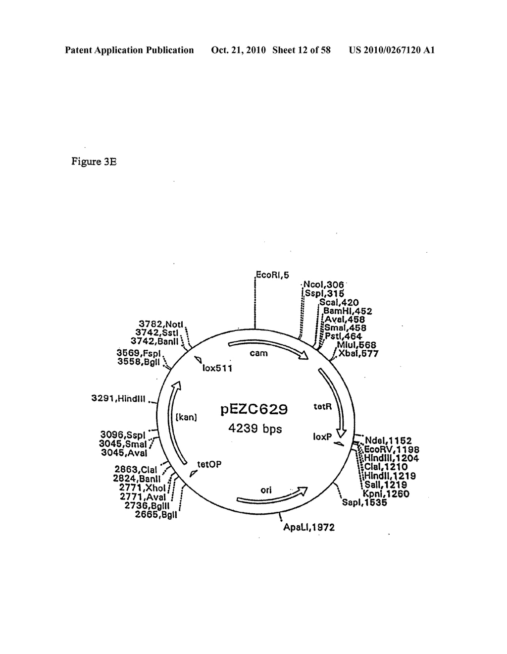 RECOMBINATIONAL CLONING USING NUCLEIC ACIDS HAVING RECOMBINATION SITES - diagram, schematic, and image 13