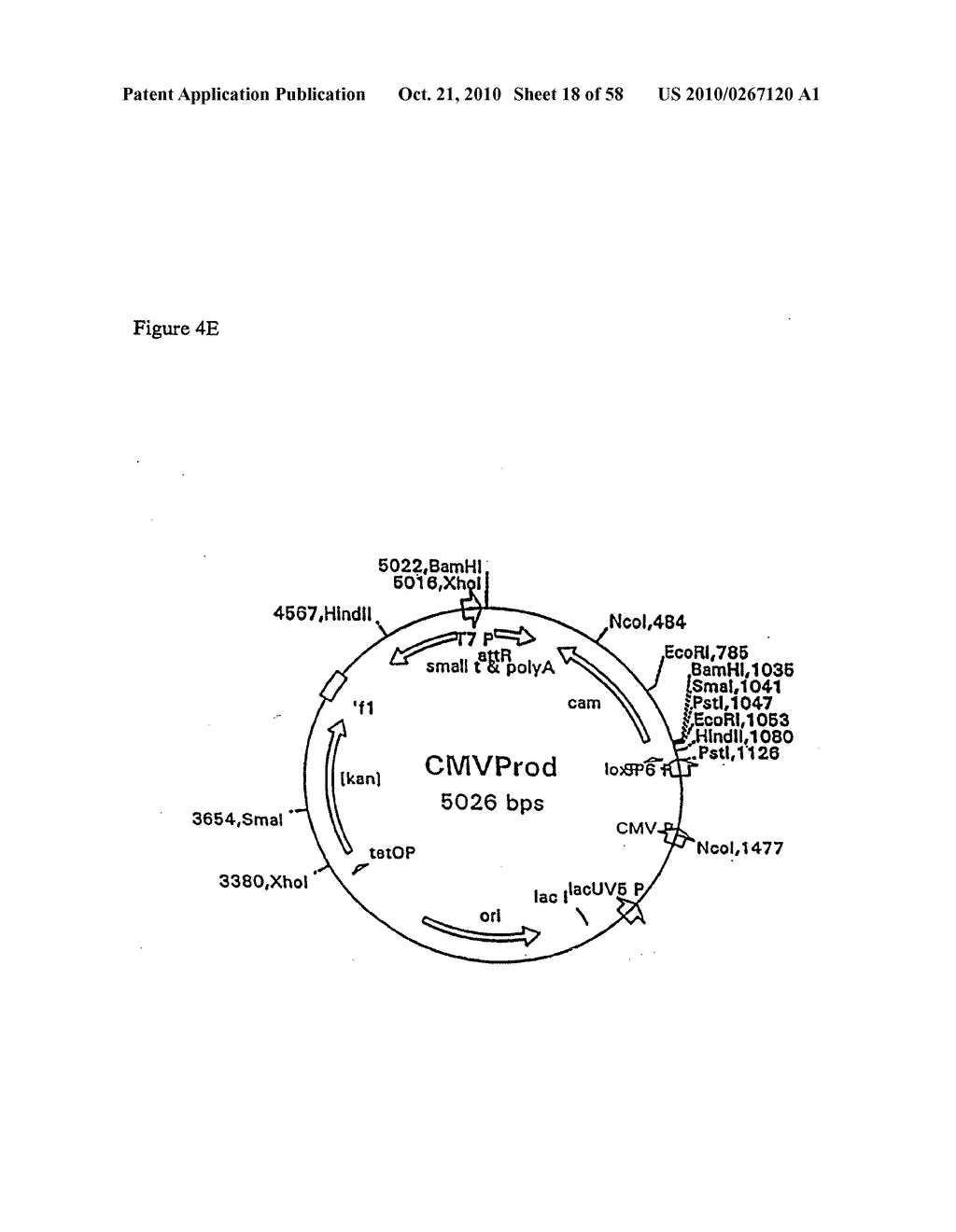 RECOMBINATIONAL CLONING USING NUCLEIC ACIDS HAVING RECOMBINATION SITES - diagram, schematic, and image 19