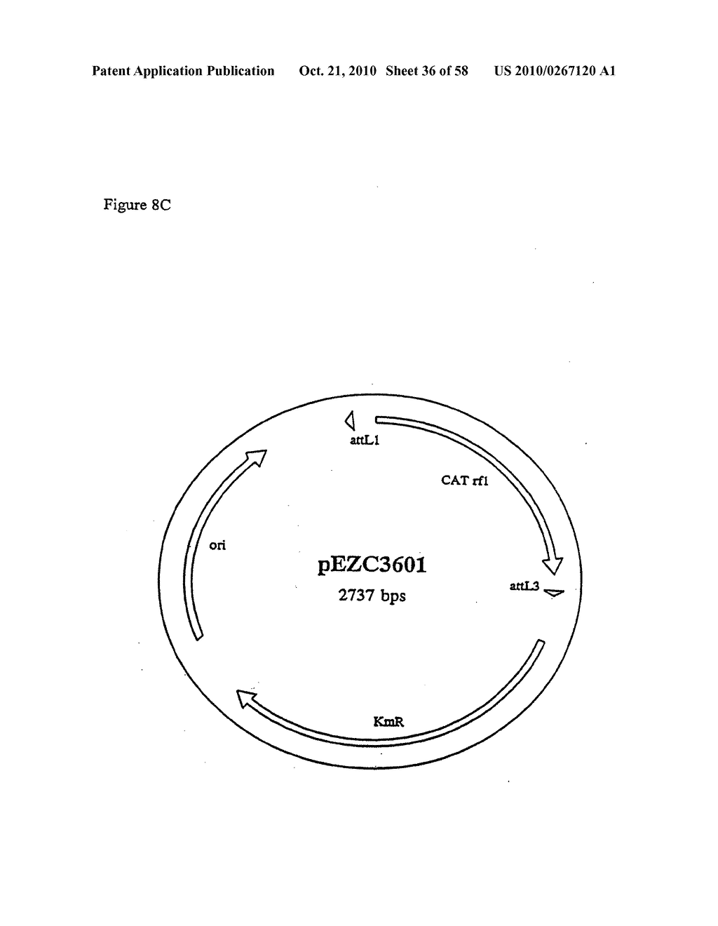 RECOMBINATIONAL CLONING USING NUCLEIC ACIDS HAVING RECOMBINATION SITES - diagram, schematic, and image 37