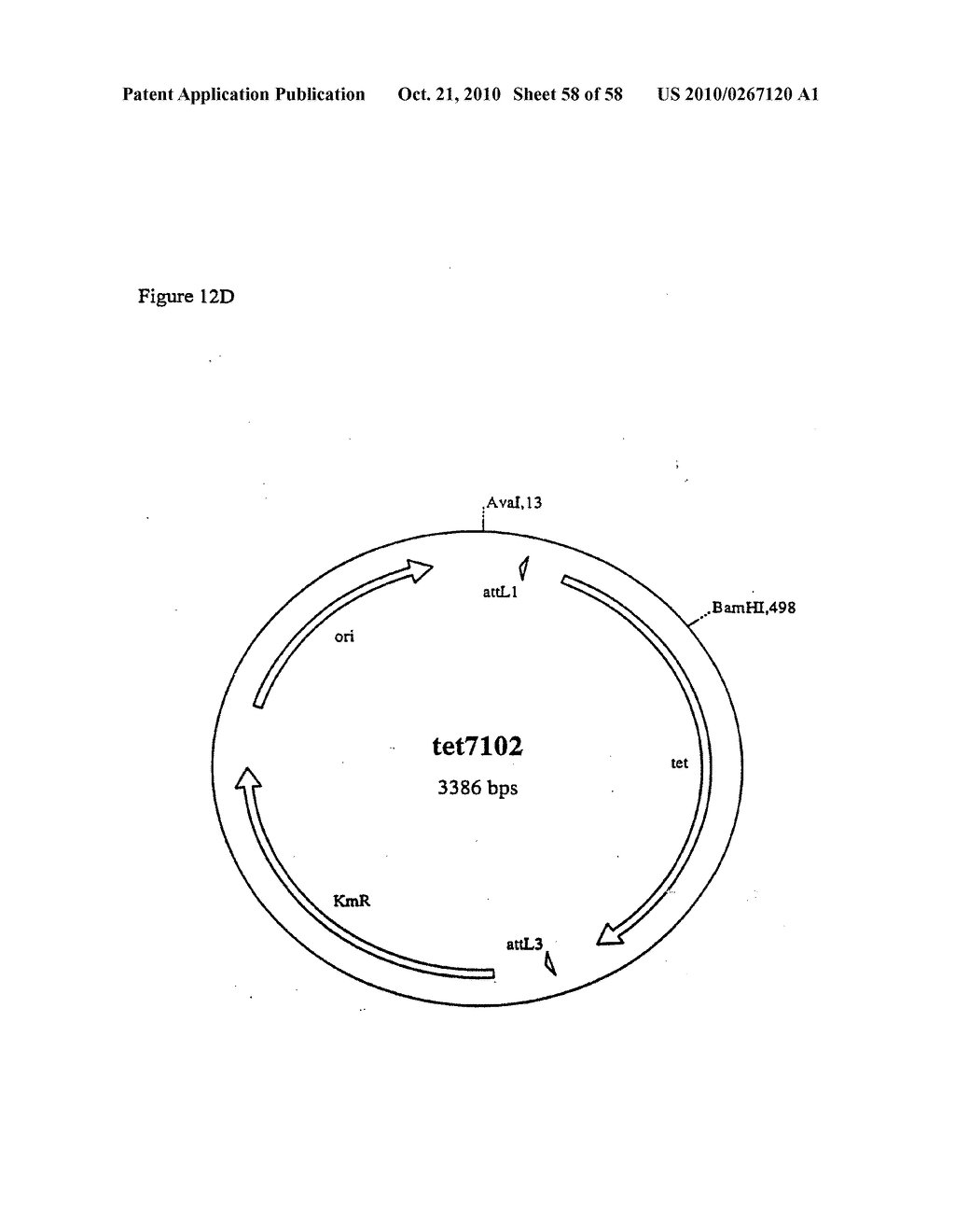 RECOMBINATIONAL CLONING USING NUCLEIC ACIDS HAVING RECOMBINATION SITES - diagram, schematic, and image 59