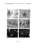 RECOMBINANT VECTOR CONTAINING INFECTIOUS HUMAN CYTOMEGALOVIRUS GENOME WITH PRESERVED WILD-TYPE CHARACTERISTICS OF CLINICAL ISOLATES diagram and image