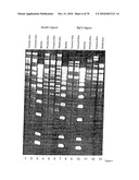 RECOMBINANT VECTOR CONTAINING INFECTIOUS HUMAN CYTOMEGALOVIRUS GENOME WITH PRESERVED WILD-TYPE CHARACTERISTICS OF CLINICAL ISOLATES diagram and image