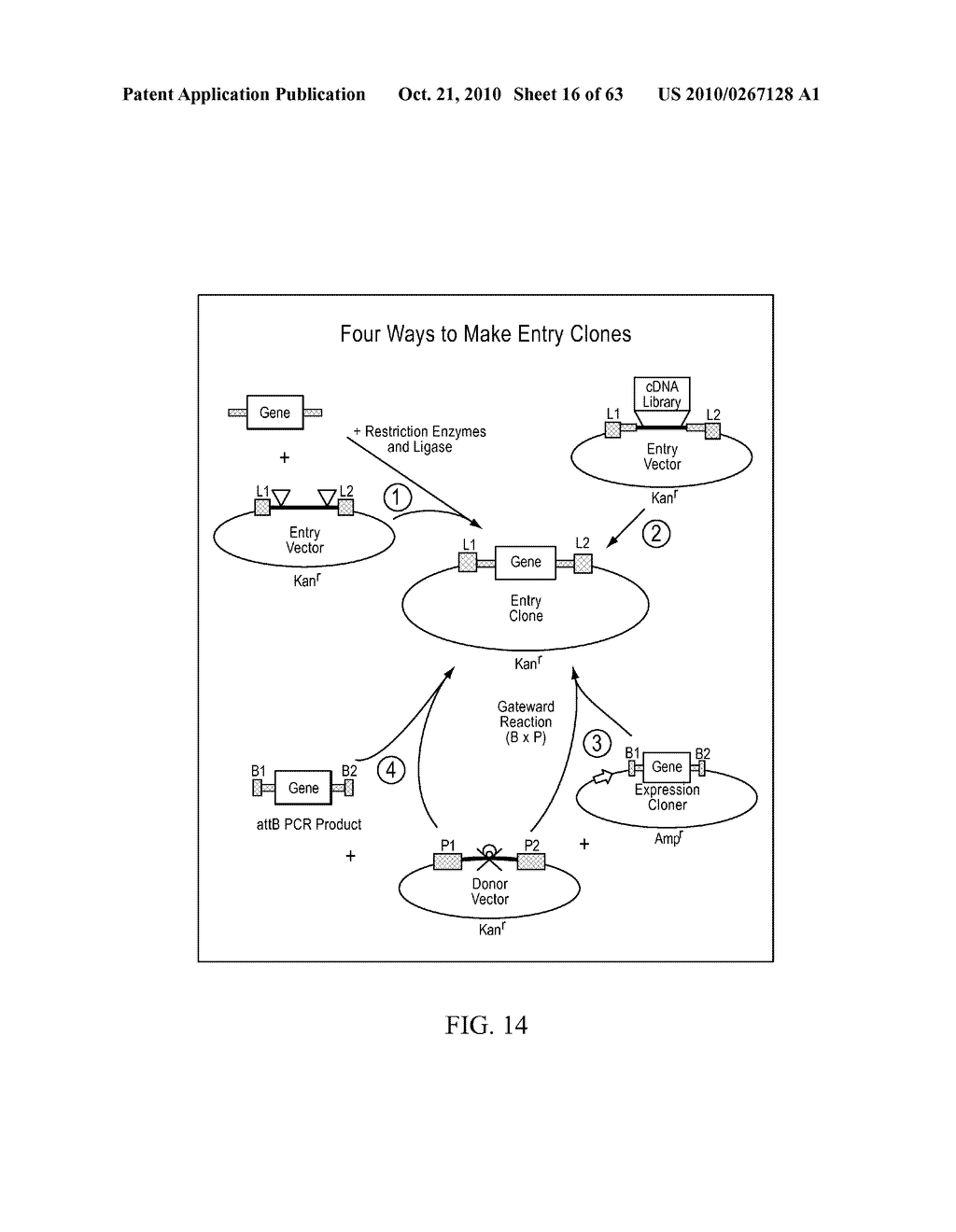 Compositions and method for use in isolation of nucleic acid molecules - diagram, schematic, and image 17