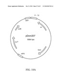 Compositions and method for use in isolation of nucleic acid molecules diagram and image