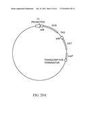 Compositions and method for use in isolation of nucleic acid molecules diagram and image