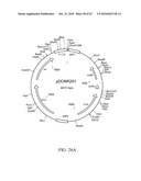 Compositions and method for use in isolation of nucleic acid molecules diagram and image