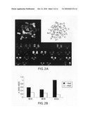 Isolation, characterization and differentiation of in vitro adult human germ line stem cells diagram and image