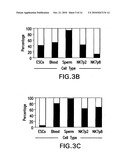 Isolation, characterization and differentiation of in vitro adult human germ line stem cells diagram and image