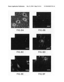 Isolation, characterization and differentiation of in vitro adult human germ line stem cells diagram and image