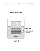 Isolation, characterization and differentiation of in vitro adult human germ line stem cells diagram and image