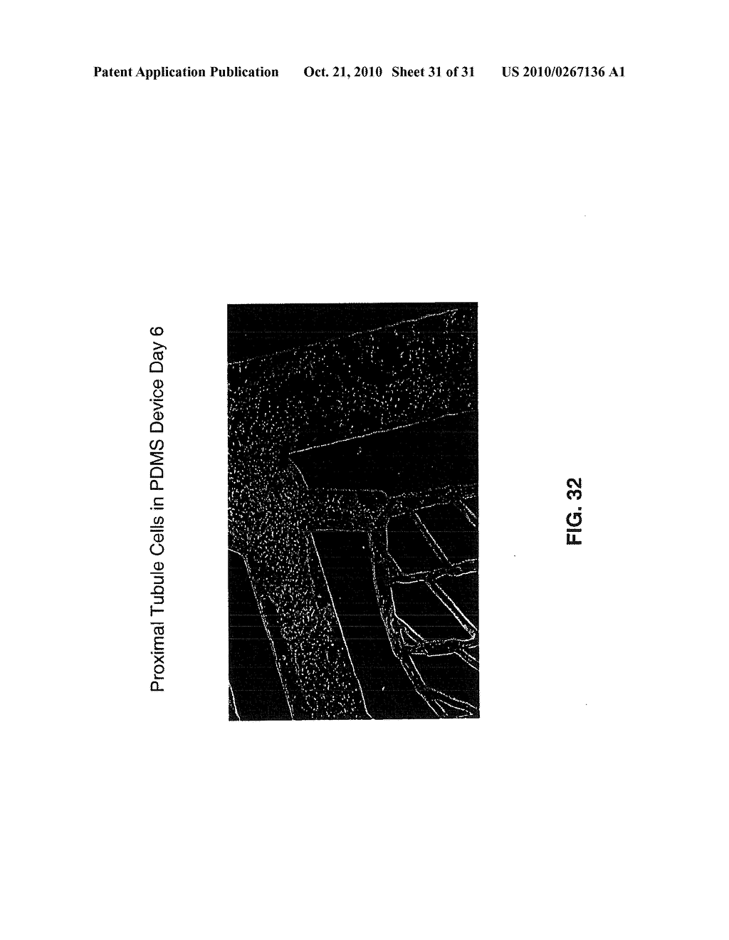 FABRICATION OF VASCULARIZED TISSUE USING MICROFABRICATED TWO-DIMENSIONAL MOLDS - diagram, schematic, and image 32