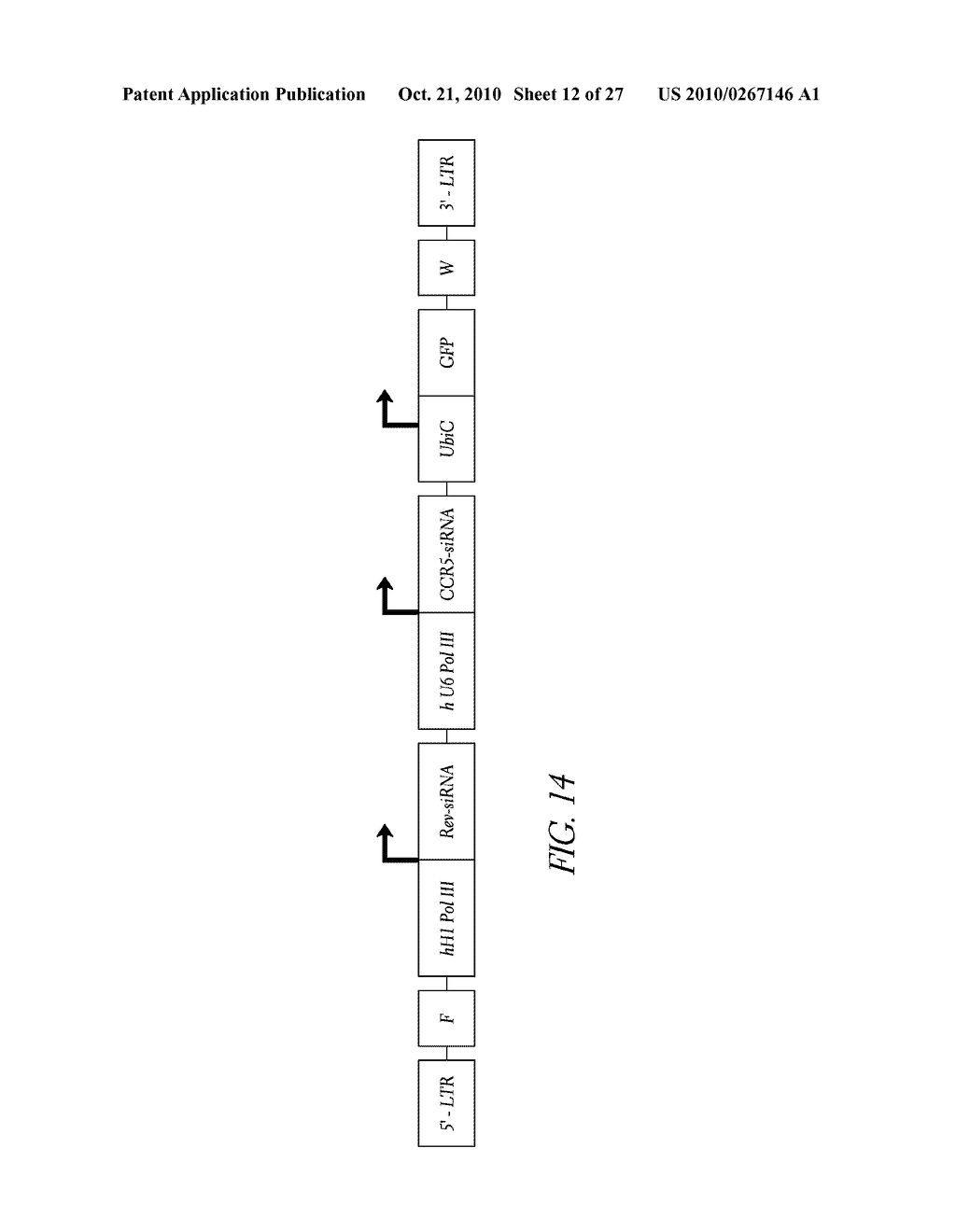 METHOD FOR EXPRESSION OF SMALL ANTIVIRAL RNA MOLECULES WITH REDUCED CYTOTOXICITY WITHIN A CELL - diagram, schematic, and image 13