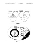 Methods for In Vivo Identification of Endogenous mRNA Targets of MicroRNAs diagram and image