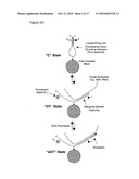 PROBE DENSITY SELF-CONSIDERATIONS AND ELONGATION OF COMPLEMENTARY LOOPED PROBES WHERE PROBES ARE ATTACHED TO A SOLID PHASE diagram and image