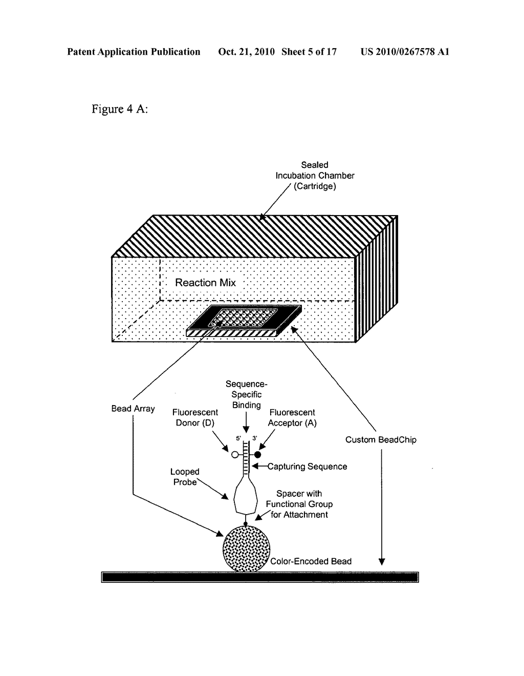 PROBE DENSITY SELF-CONSIDERATIONS AND ELONGATION OF COMPLEMENTARY LOOPED PROBES WHERE PROBES ARE ATTACHED TO A SOLID PHASE - diagram, schematic, and image 06