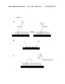 PROBE DENSITY SELF-CONSIDERATIONS AND ELONGATION OF COMPLEMENTARY LOOPED PROBES WHERE PROBES ARE ATTACHED TO A SOLID PHASE diagram and image