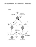 PROBE DENSITY SELF-CONSIDERATIONS AND ELONGATION OF COMPLEMENTARY LOOPED PROBES WHERE PROBES ARE ATTACHED TO A SOLID PHASE diagram and image