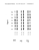 Methods to activate or block the HLA-E/Qa-1 restricted CD8+ T cell regulatory pathway to treat immunological disease diagram and image