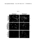 PROGNOSTIC TESTS FOR DEVELOPMENT OF DERMAL STRETCH MARKS AND IMPLICATIONS FOR THE PREVENTATIVE TREATMENT THEREOF diagram and image