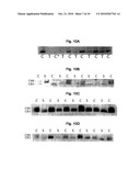 Method of Decreasing Pro-ADAM10 Secretase and/or Beta Secretase Levels diagram and image