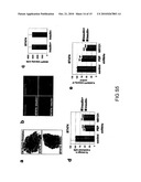 Regulators Of Fat Metabolism As Anti-Cancer Targets diagram and image