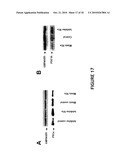 DIFFERENTIAL EXPRESSION OF MICRORNAS IN NONFAILING VERSUS FAILING HUMAN HEARTS diagram and image