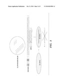 TARGETING OPPOSITE STRAND REPLICATION INTERMEDIATES OF SINGLE-STRANDED VIRUSES BY RNAI diagram and image