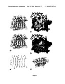 Structure of the Insulin Receptor Ectodomain diagram and image