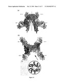 Structure of the Insulin Receptor Ectodomain diagram and image