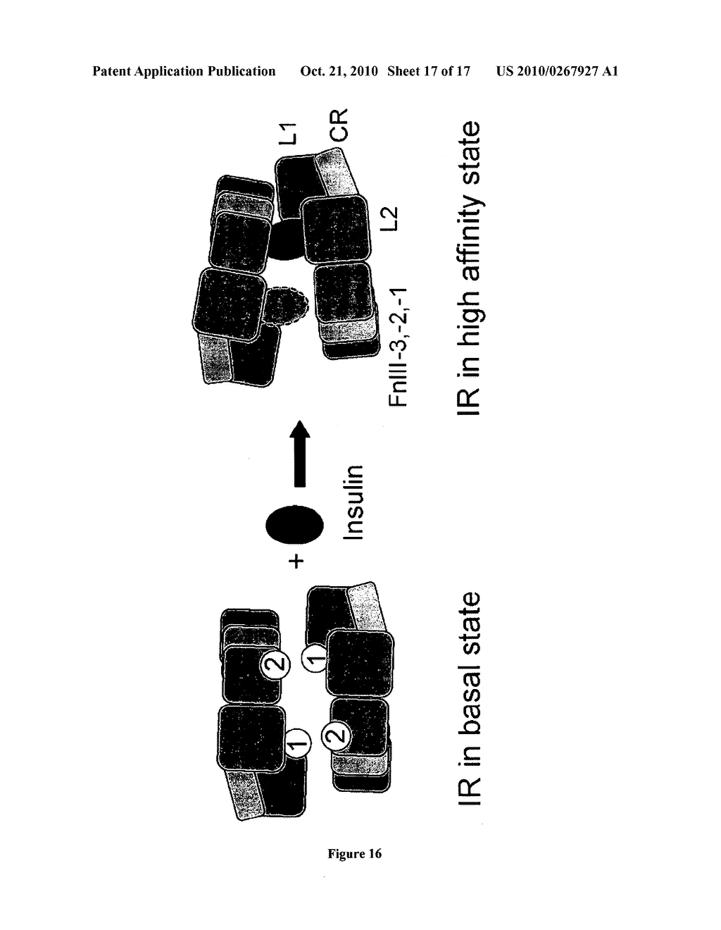 Structure of the Insulin Receptor Ectodomain - diagram, schematic, and image 18