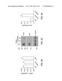 METHODS, COMPOSITIONS AND TRANSGENIC MODELS RELATED TO THE INTERACTION OF T-CADHERIN AND ADIPONECTIN diagram and image