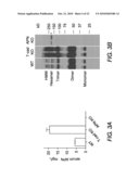 METHODS, COMPOSITIONS AND TRANSGENIC MODELS RELATED TO THE INTERACTION OF T-CADHERIN AND ADIPONECTIN diagram and image