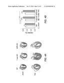 METHODS, COMPOSITIONS AND TRANSGENIC MODELS RELATED TO THE INTERACTION OF T-CADHERIN AND ADIPONECTIN diagram and image