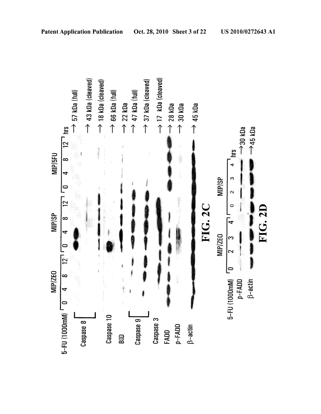 Procaspase 8-Mediated Disease Targeting - diagram, schematic, and image 04