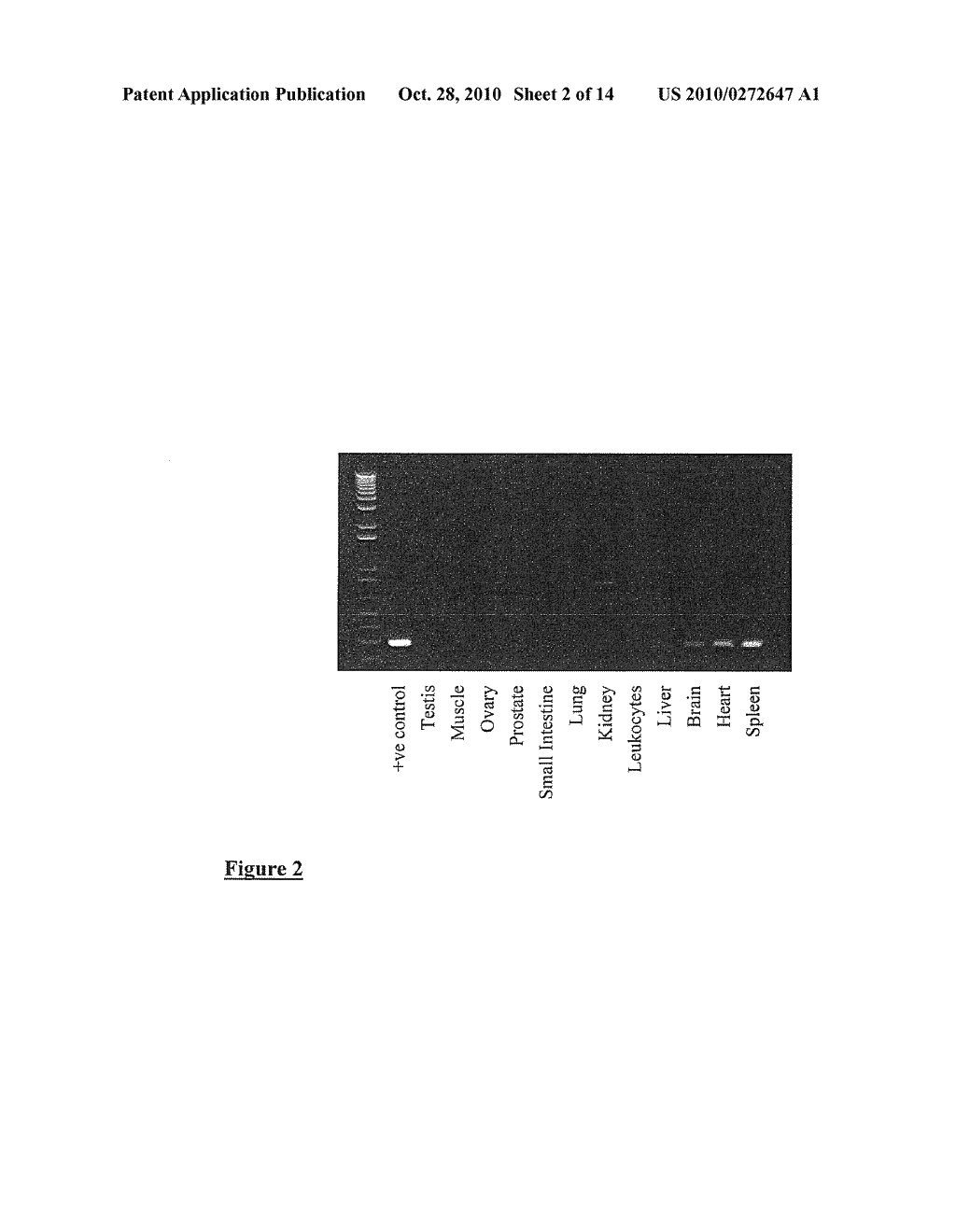 RECEPTOR - diagram, schematic, and image 03