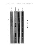 ONCOLYTIC VIRUS diagram and image