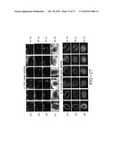 ONCOLYTIC VIRUS diagram and image