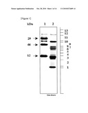 Protease Having Algicidal Activity, Gene Encoding the Same and Algicidal Formulation Comprising the Same diagram and image