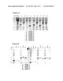 Protease Having Algicidal Activity, Gene Encoding the Same and Algicidal Formulation Comprising the Same diagram and image