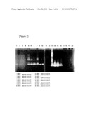 Protease Having Algicidal Activity, Gene Encoding the Same and Algicidal Formulation Comprising the Same diagram and image