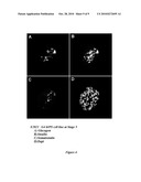 CELL COMPOSITIONS DERIVED FROM DEDIFFERENTIATED REPROGRAMMED CELLS diagram and image