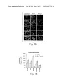 CATHEPSIN L MEDIATED DISEASES AND ASSOCIATED METHODS AND PRODUCTS diagram and image